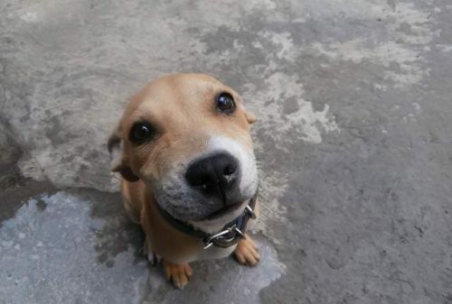 一桩关于孤独的大生意,小米、美的、萤石已入局,智能养宠成热门新赛道? 一桩关于孤独的大生意,小米、美的、萤石已入局,智能养宠成热门新赛道?