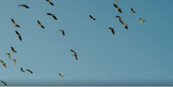 这批候鸟要回家了！海康威视携手一个地球自然基金会，守护东滩“旅客”