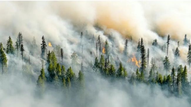 森林防火不再&ldquo;虚惊一场&rdquo;，海康威视推出森林防火大模型产品