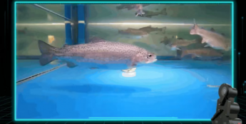 海康威视水下立体视觉摄像机助力智慧养殖